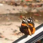 1109