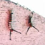 11411